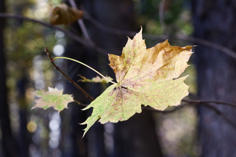    Наталья Шатохина/NEWS.ru