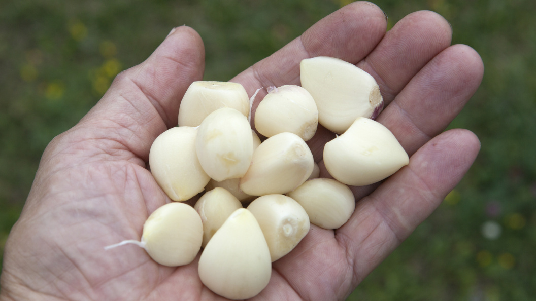    Nikolay Gyngazov/Global Look Press