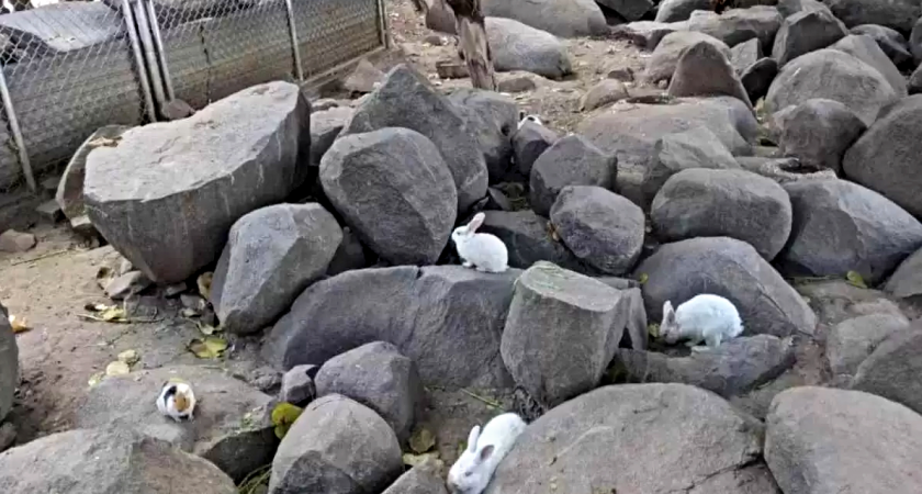    Глаза уверяют, что свиньи нет, но она там есть: оптическая иллюзия, которая выводит из себя даже тех, у кого «соколы» вместо зрения