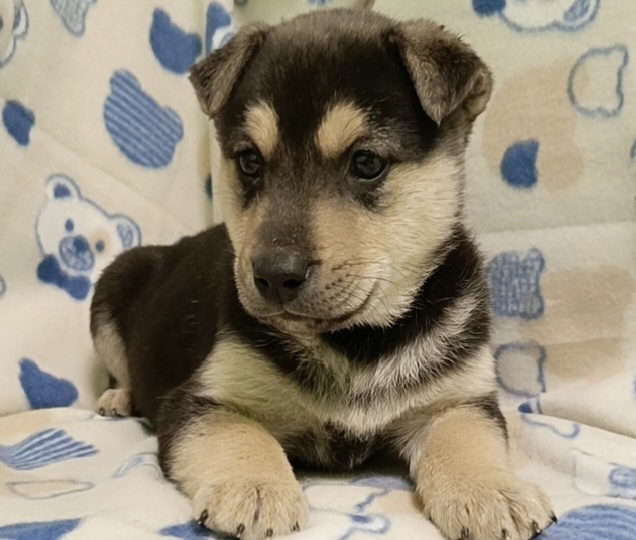 Всего пять дней назад Чику и её 5 сокровищ спасли из промзоны. Щенков не узнать