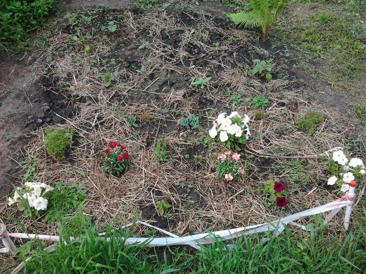 Посадки в первый год