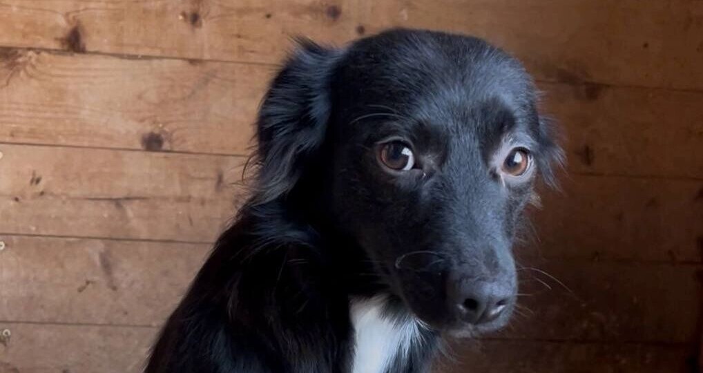 «Никуда собаки не пропадают»: репортаж из приюта