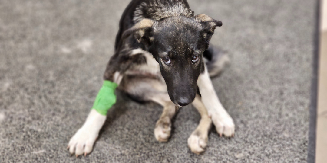 Они сделали это и щенок больше не смог идти...