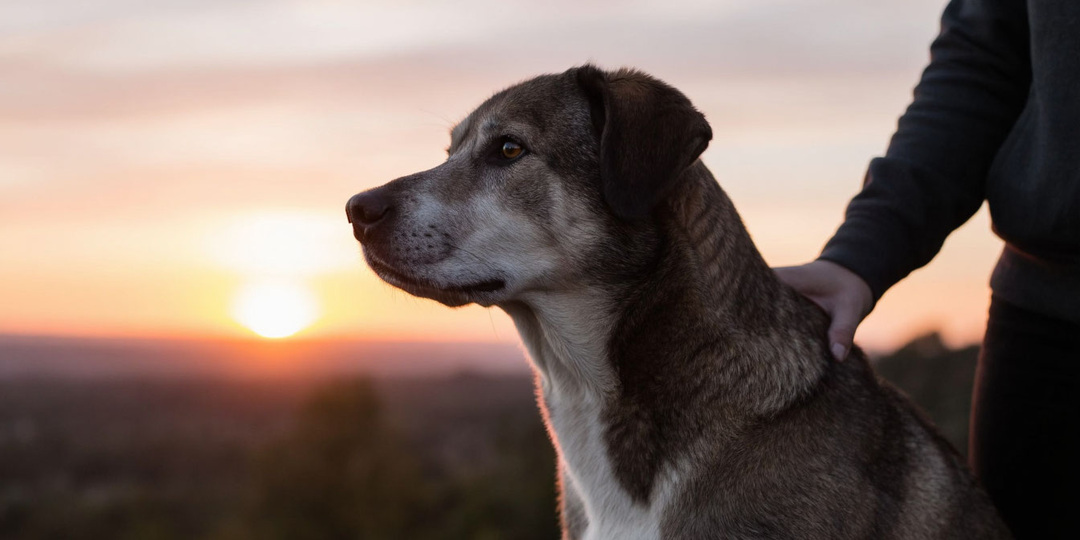 🐾 «Он уже не тот»: как помочь собаке на пенсии и не упустить последние тёплые годы
