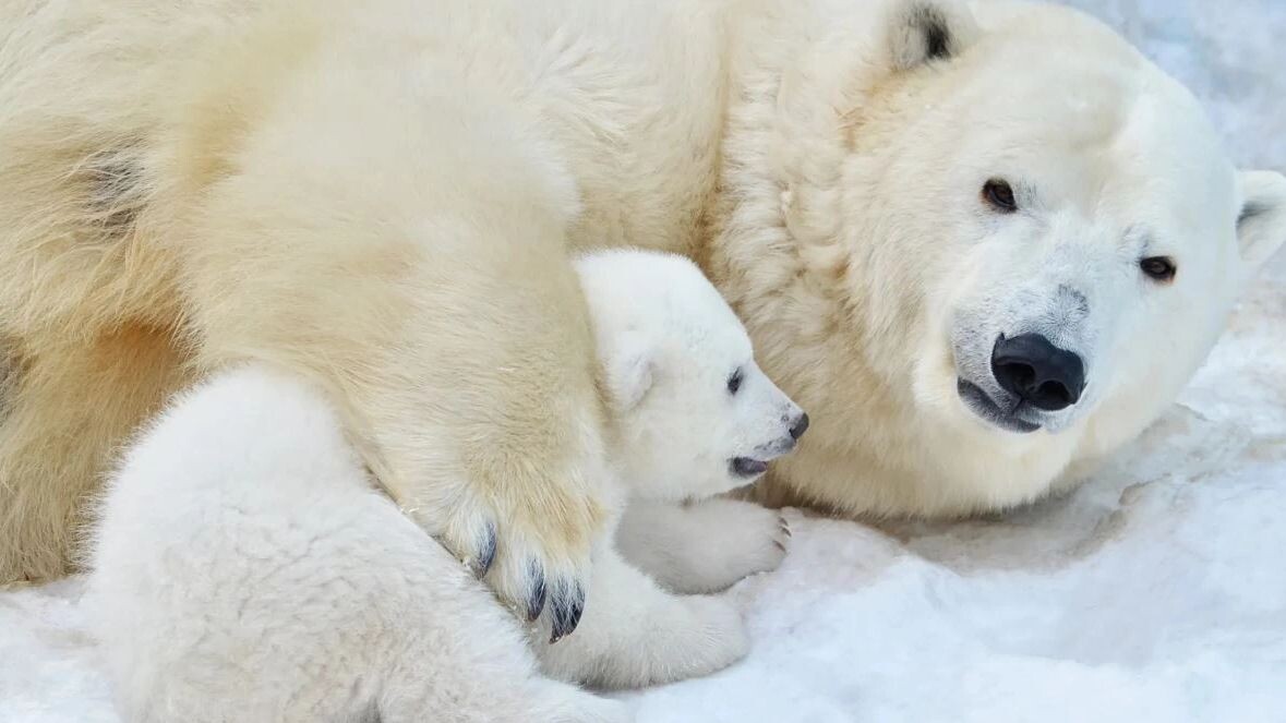    Фото: evaurban/Shutterstock/Fotodom