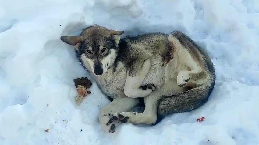 одинокая в снегу, безнадежно свернулась калачиком
