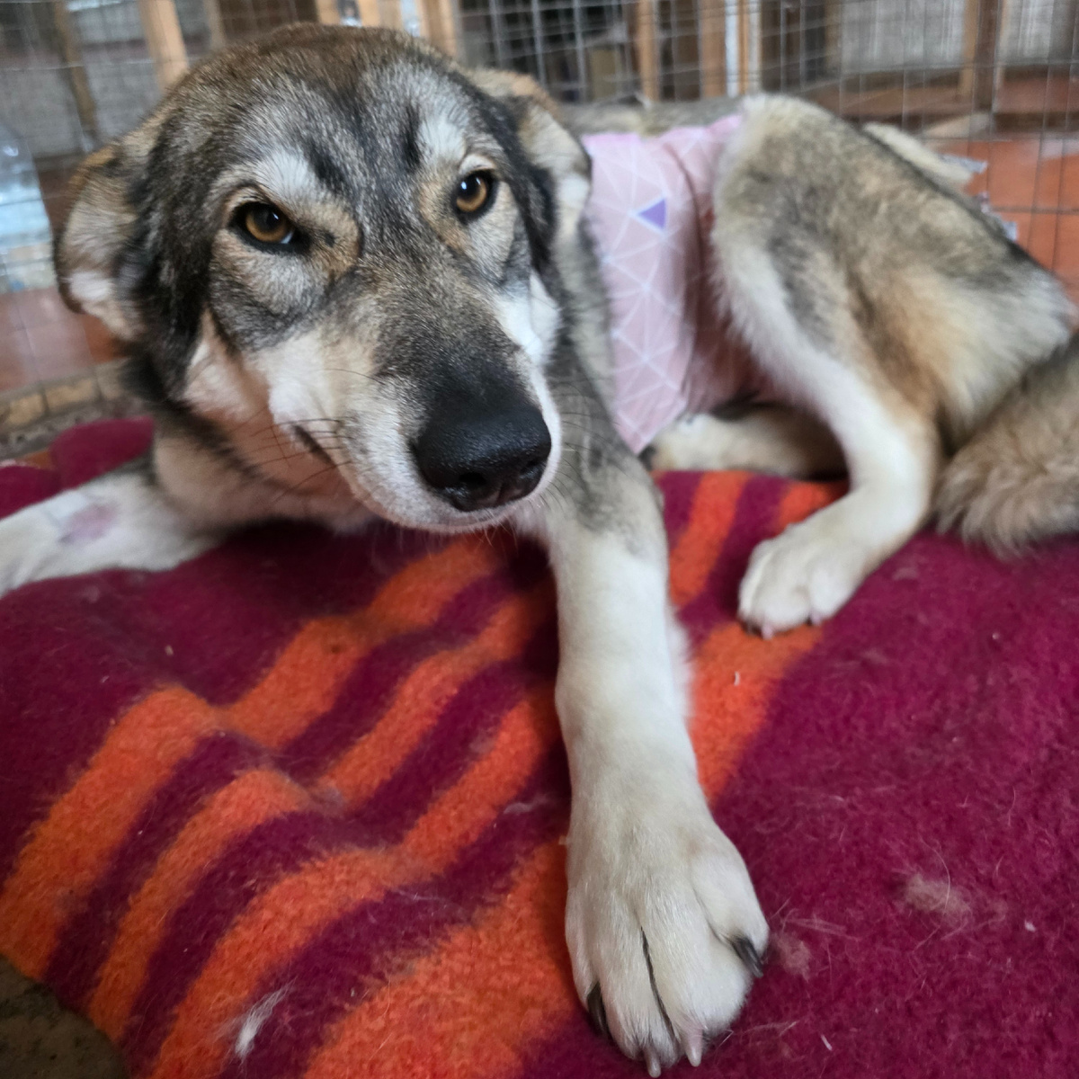 усталые глаза полны безмолвной покорности судьбе