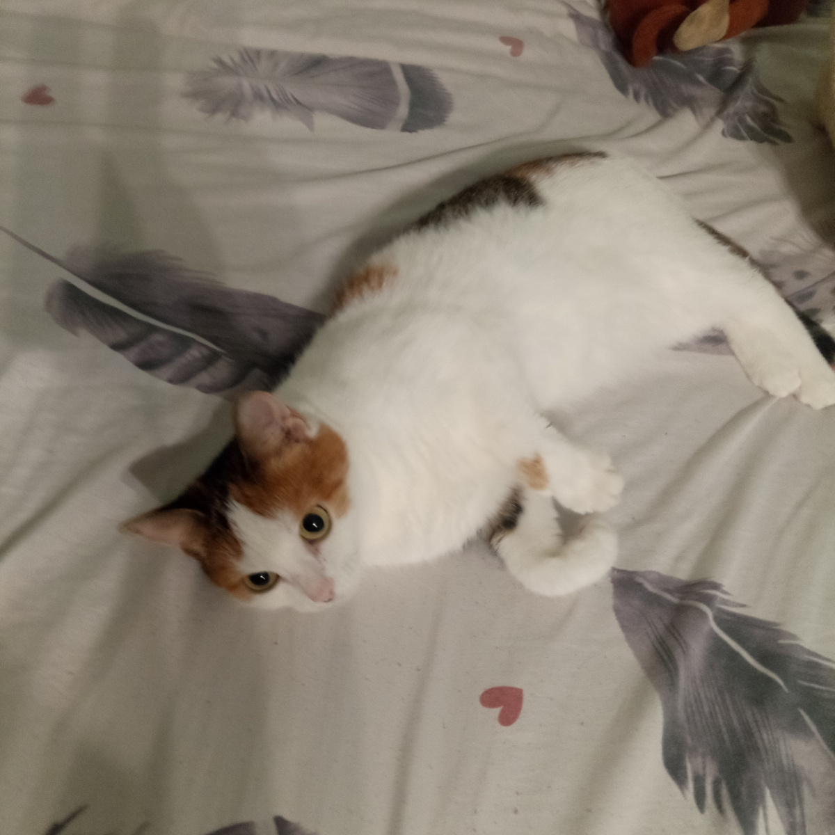 Наша кошка из деревни.