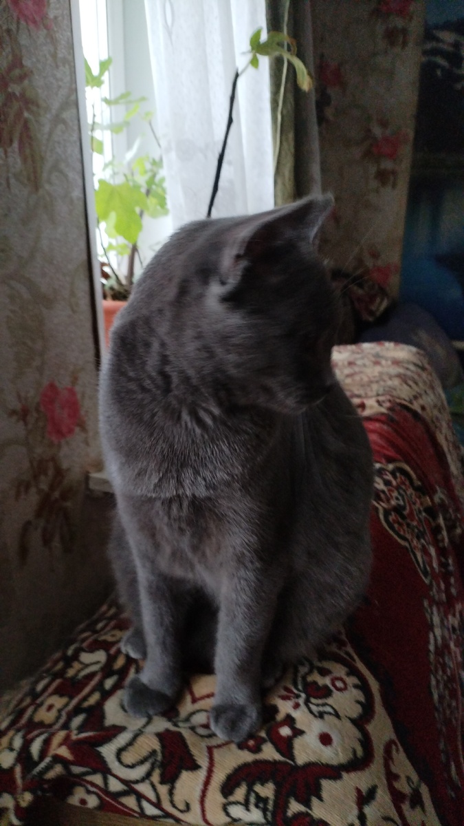 Шел думает, чем заняться.