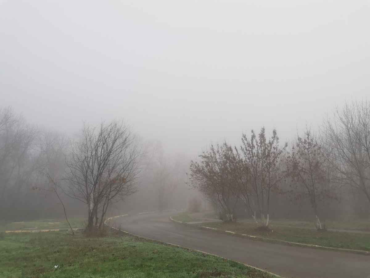 Густой туман окутал рощу
