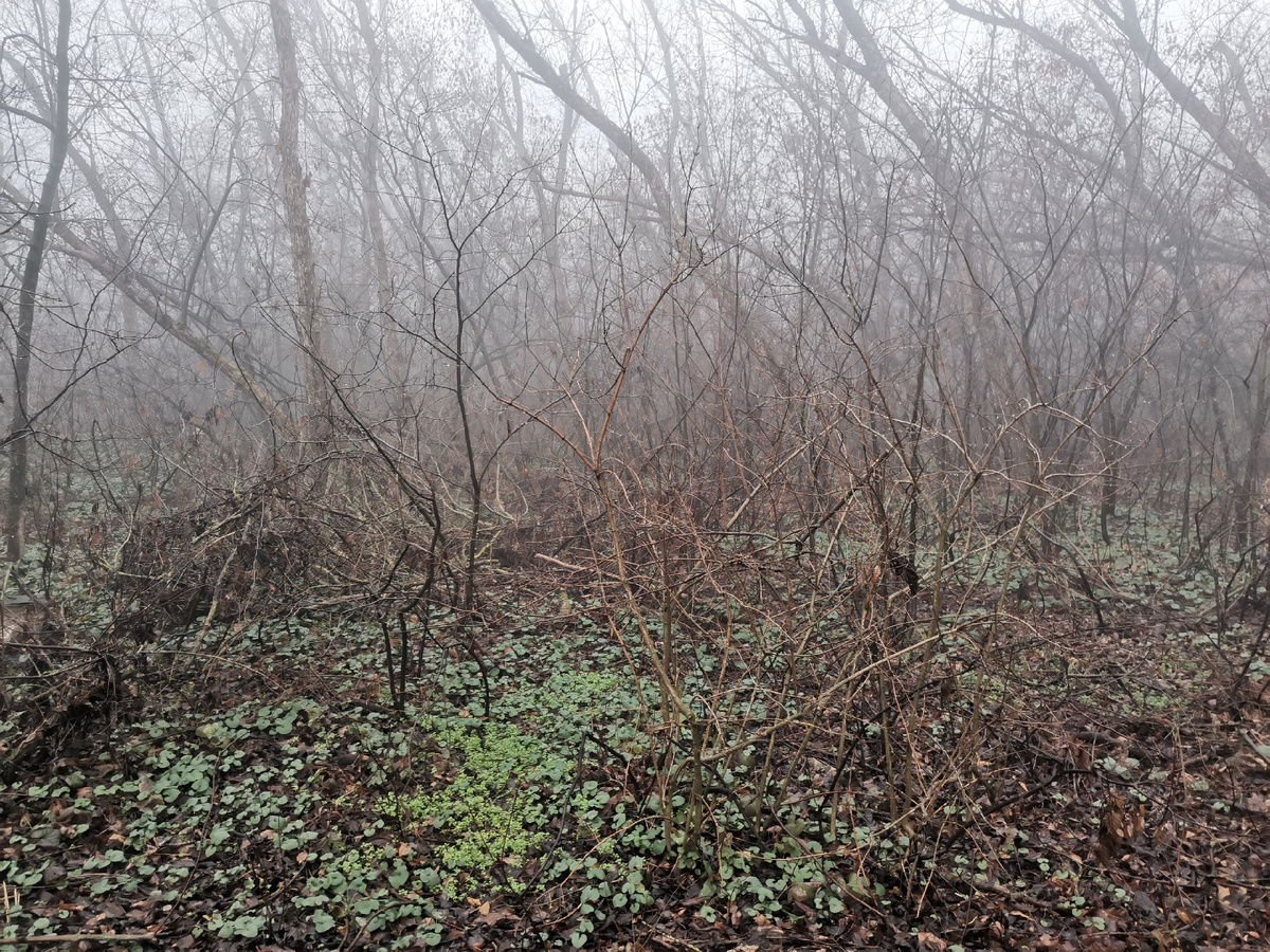 Чаща в тумане