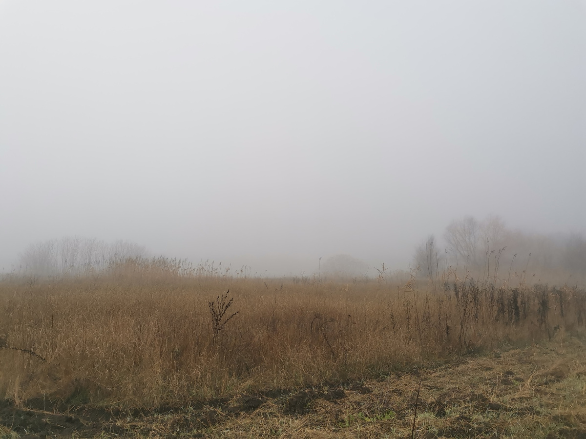 Поле в тумане