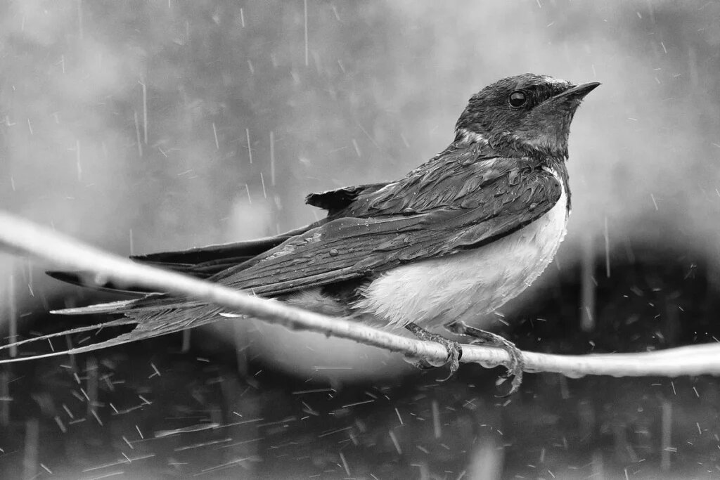 Напредсказывалась? Вот и мокни теперь