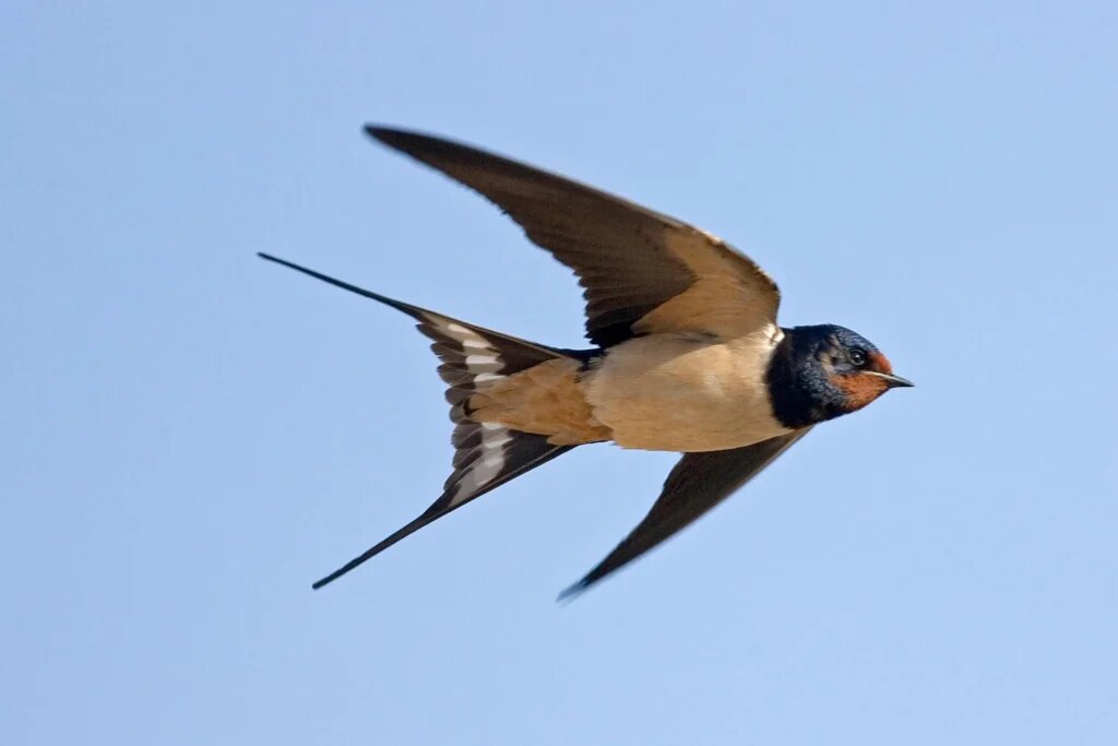 Ласточка. В полный, если можно так сказать, рост