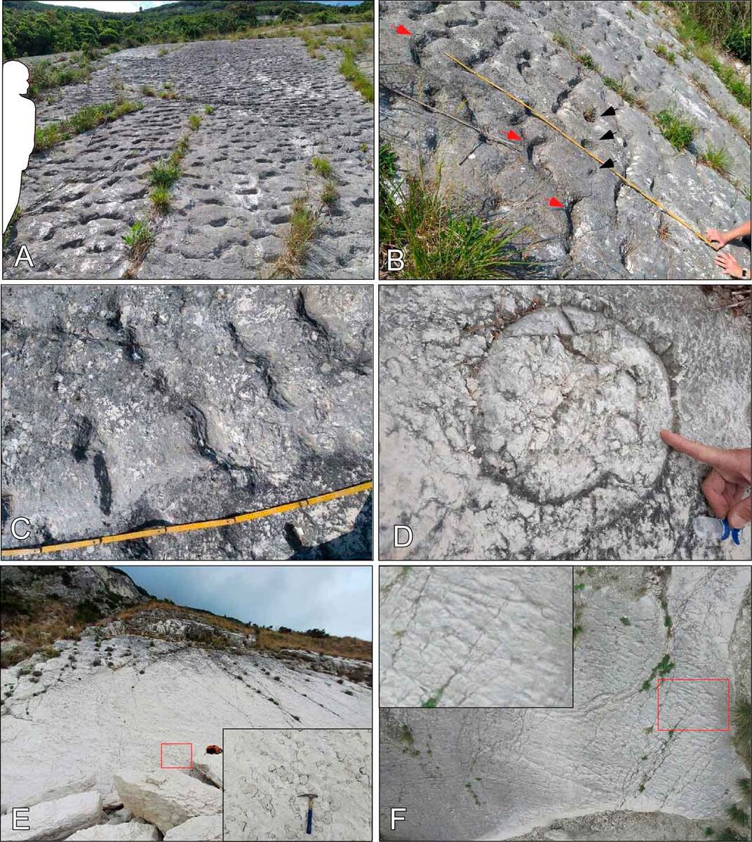    A) Панорамный вид известняковой плиты. Хорошо видны протяженность и плотность следов. Для масштаба в левом нижнем углу изображения показан силуэт человека; B) Фрагмент поверхности плиты c беспорядочно расположенными дугообразными следами, похожими на отпечатки ласт; C) Крупный план поверхности той же плиты, демонстрирующий парные изогнутые следы, похожие на отпечатки ласт; D) Ископаемый след жизнедеятельности (ихнофоссилия) Zoophycos на поверхности того же пласта со следами; E) Панорама плиты. Верхняя поверхность этого пласта пелагического известняка усеяна желобковыми знаками (флейцами), заполненными бежевым осадком из вышележащего (ныне разрушенного) калькаренитового турбидита; F) Аэрофотоснимок (с дрона) крутонаклонной плиты / © Paolo Sandroni