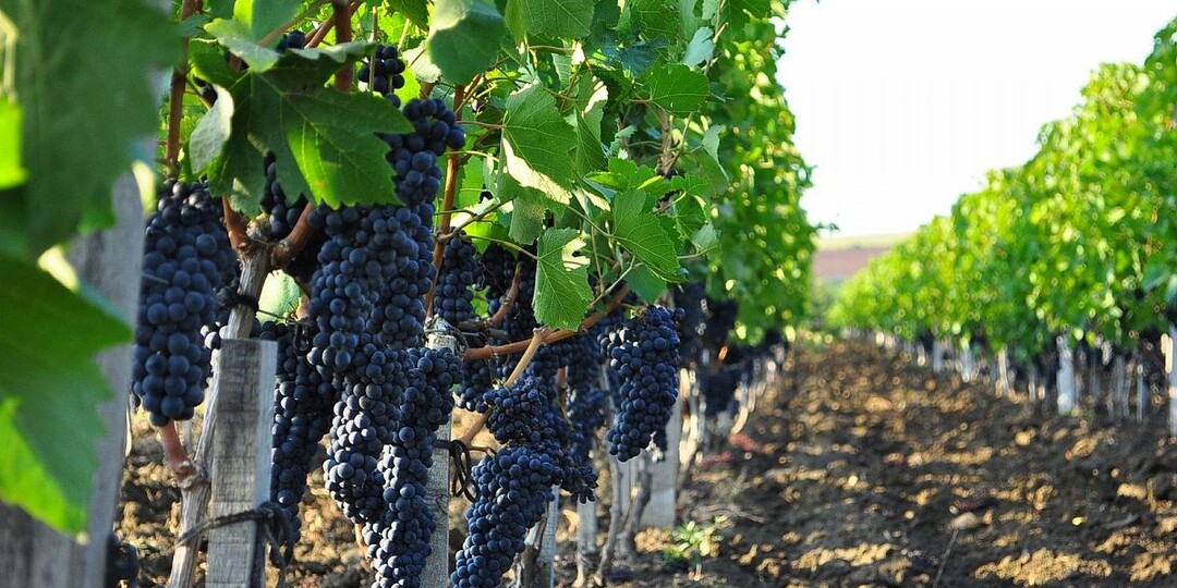 ПЕЙ ОТРАВУ ХОТЬ ЗАЛЕЙСЯ...