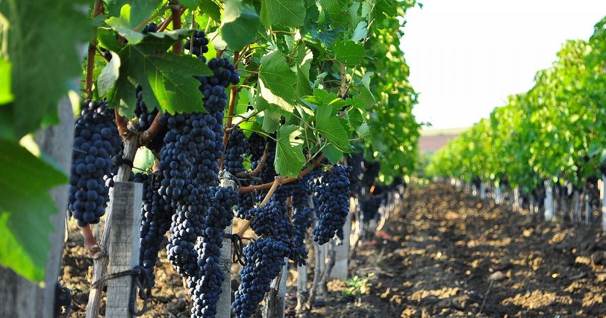 Вино до процесса брожения.