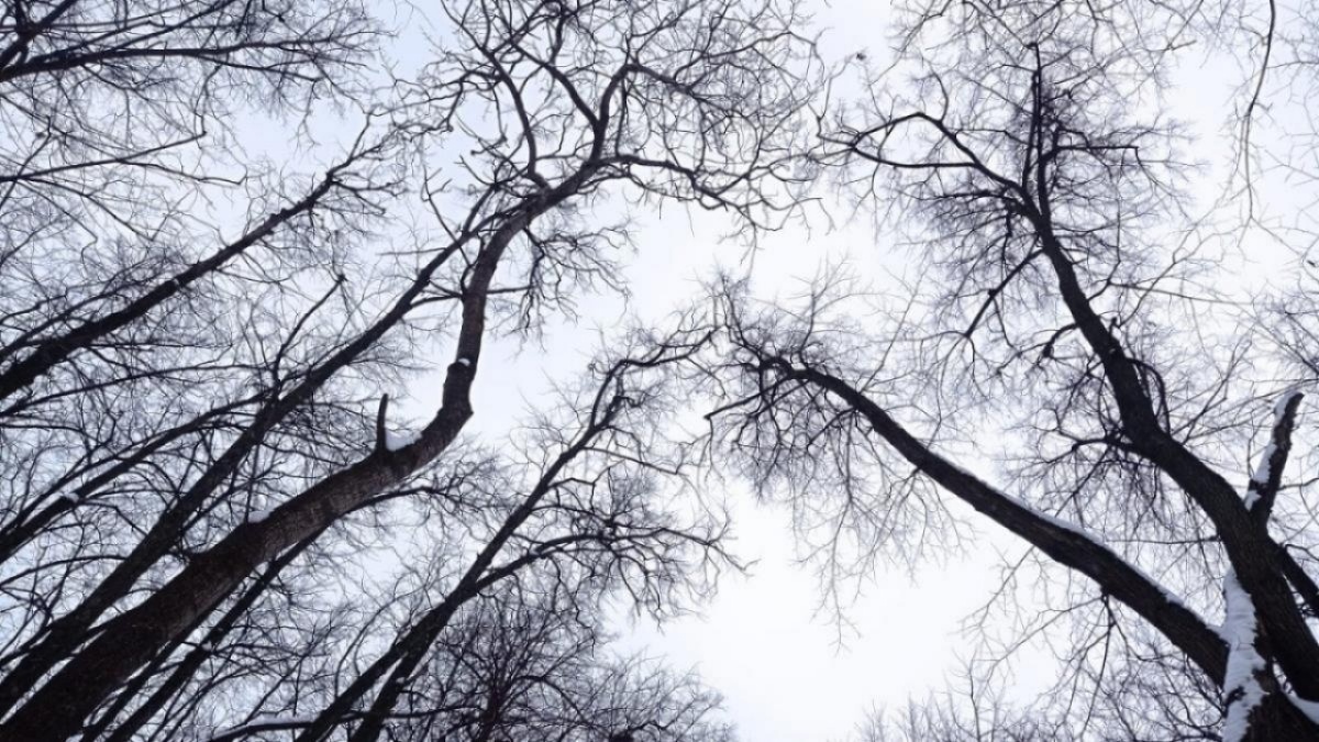    Губернатор Бусаргин сообщил о высадке новых лесов в Саратовской областиНовости Саратова и области – Сетевое издание «Репортер64»