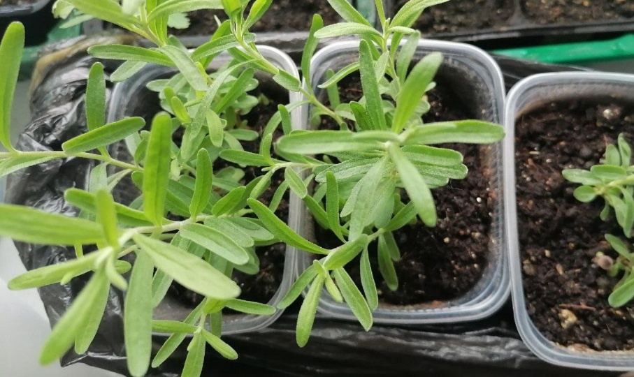 Почему эти цветы нужно сеять на рассаду в январе? Список цветов для январского посева!