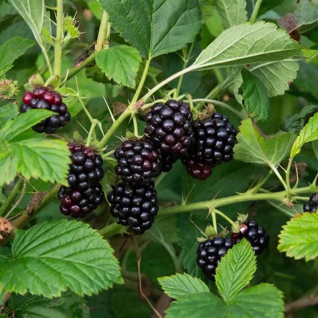 Картинка для статьи