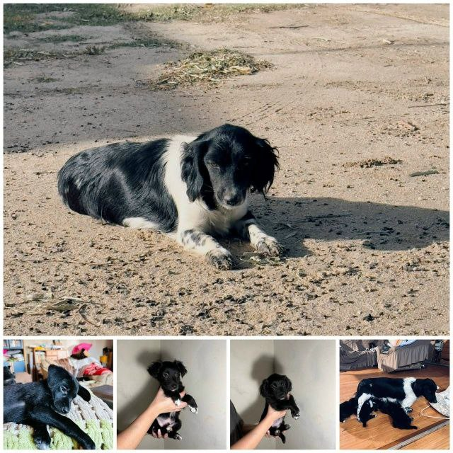 Щенки ищут мам и пап...