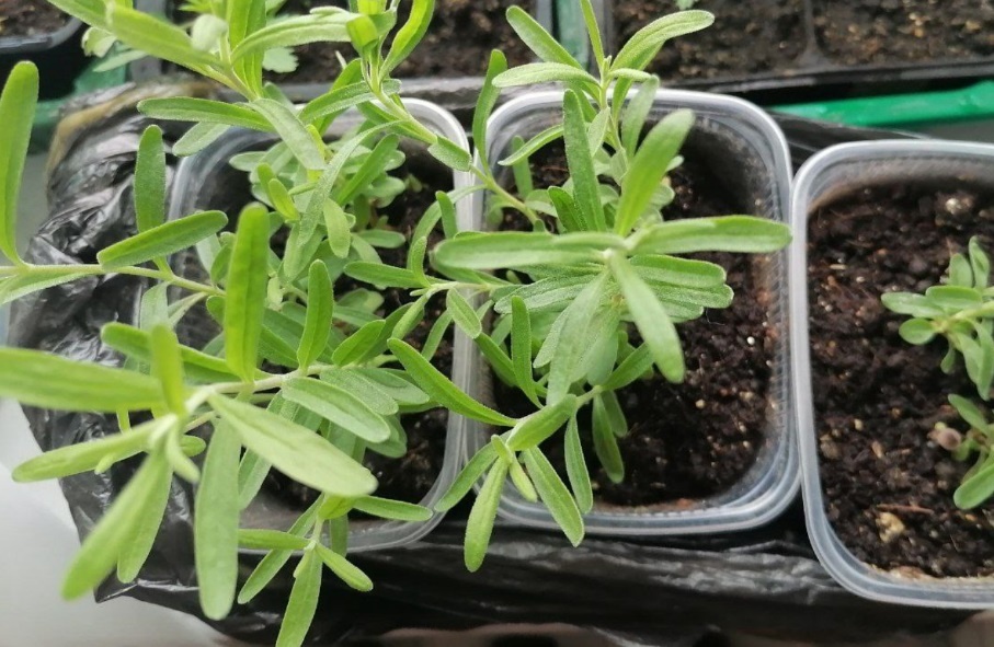 Что посеять уже в декабре? ТОП цветов для раннего старта! Лаванда.