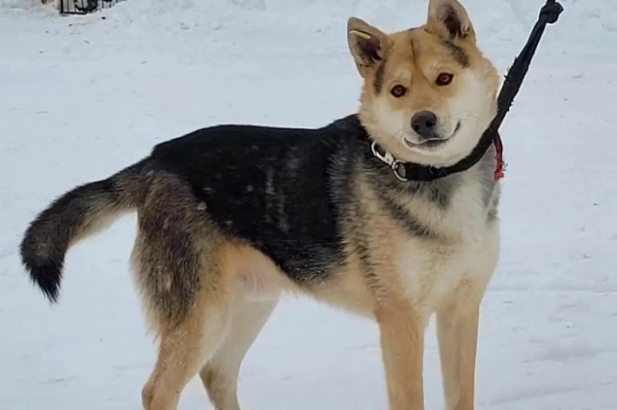    Следы на снегу: как собачьи экскременты стали проблемой камчатских дворов