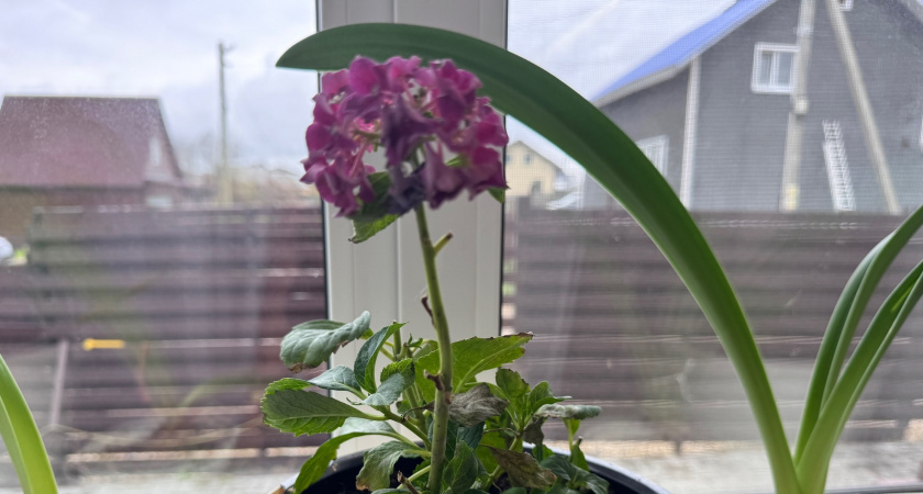    Дарит долголетие: этот съедобный комнатный цветок очищает атмосферу в доме