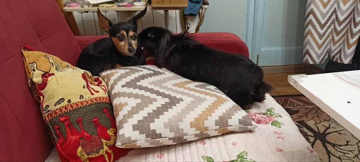 Судя по всему, Бася услышал какой-то страшный секрет