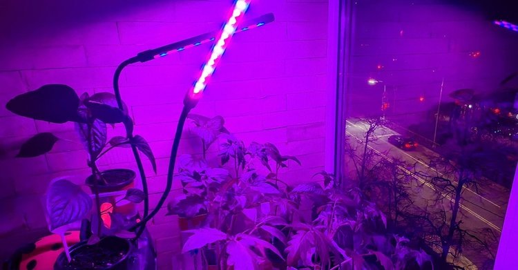    Фото: Лукьянов Дмитрий, AgroXXI.ru