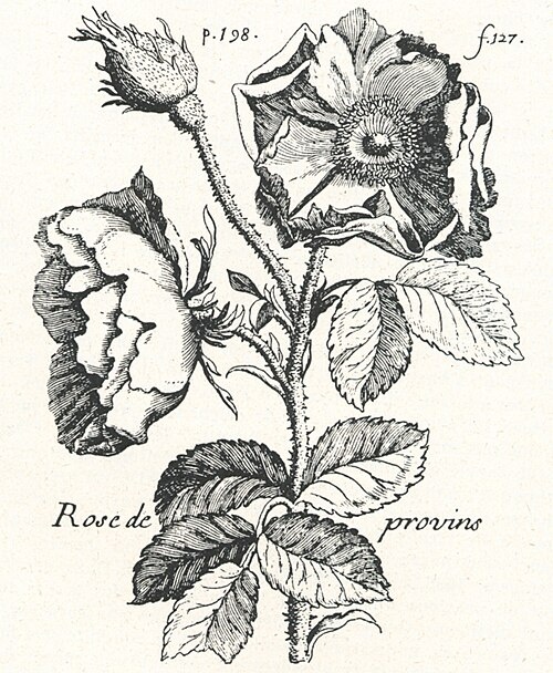 Провенская роза
Старинный красный сорт роз, известный как прове́нская роза (или французская роза, хотя часто путают с прованской), происходит из французского города Провен, который географически не относится к Провансу. Эта роза является значимым элементом культурного наследия города.
По одной из версий, в 1240 году граф Шампани Тибо IV, возвращаясь из Крестовых походов, привез эти редкие цветы из Святой земли и высадил их в своем замке в Провене. Однако в 1933 году садовод и краевед Шарль Коше-Коше высказал сомнение в этой легенде, предположив, что роза Провена – это лишь местная разновидность Rosa gallica. Альтернативные версии приписывают ввоз этого сорта в XV веке герцогу Анжуйскому Рене.
Интересно, что существует также предположение, что Эдмунд Горбун, сюзерен Провена, использовал эту алую розу как геральдический символ рода Ланкастеров.
Гравюра Пьера Поме (1658—1699)