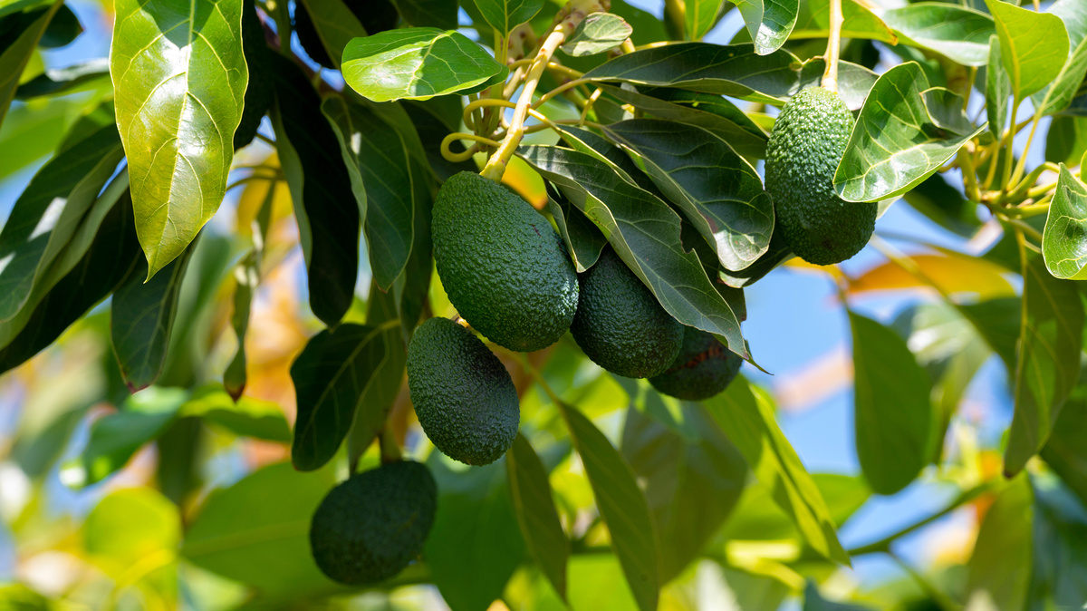     Фото: nutt/Shutterstock/FOTODOM На российских прилавках чаще всего встречаются зеленые сорта, например «пинкертон» или «фуэрте». На них приходится более 90% рынка. Но в последнее время растет доля и сорта «хасс» (или «хаас»)