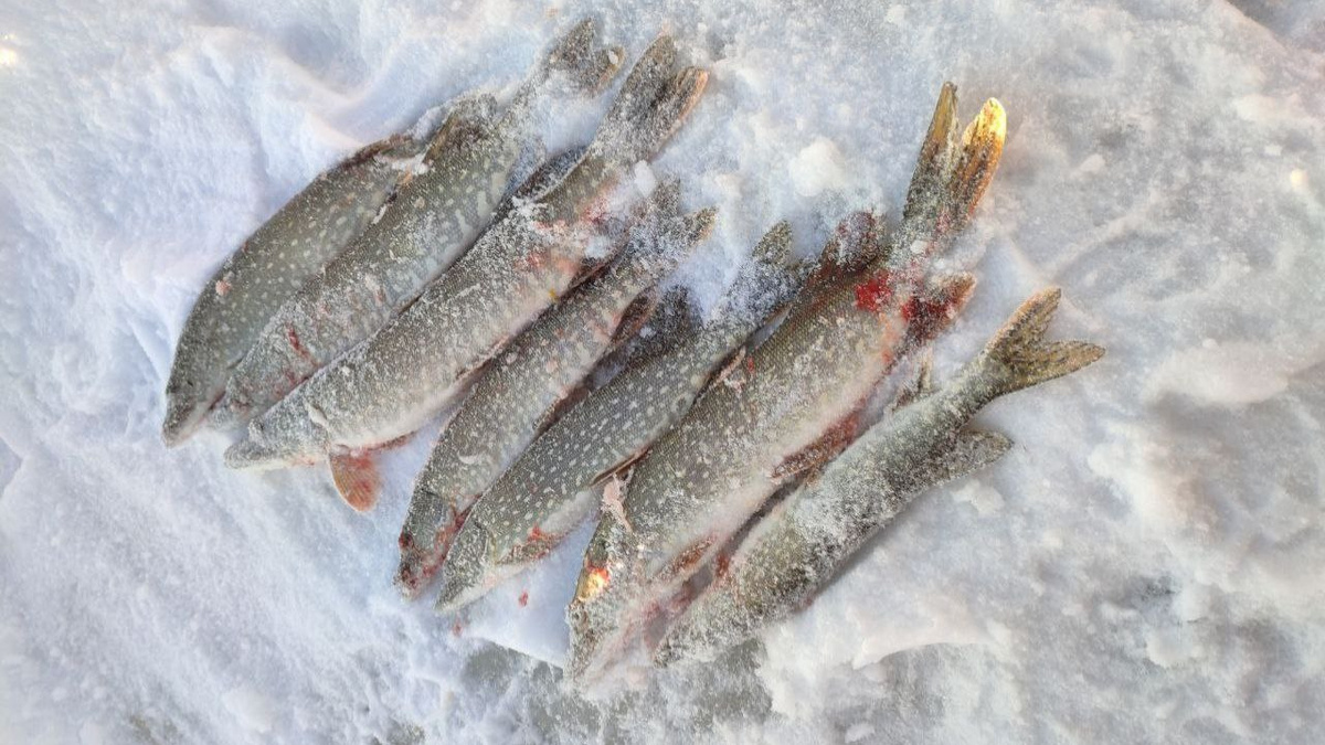    Фото: предоставлено "Вестям-Томск" Василием