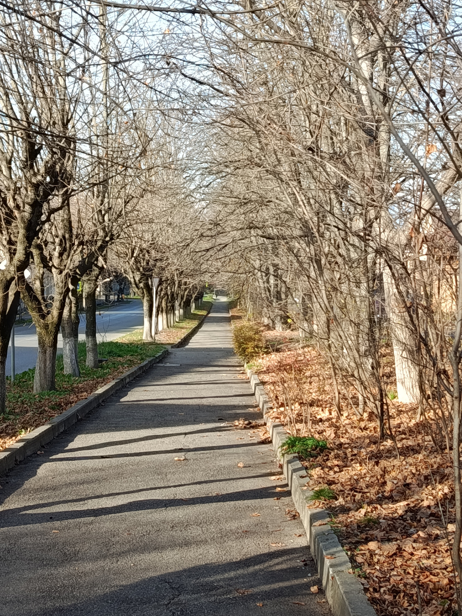 Ноябрьская аллея яркой листвы.