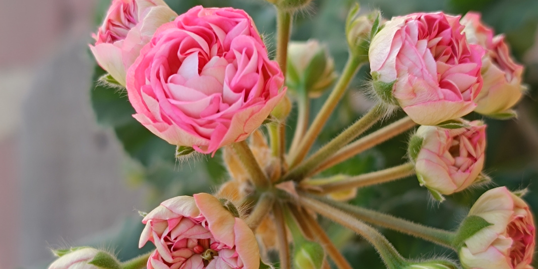 Надо ли удобрять пеларгонии зимой?