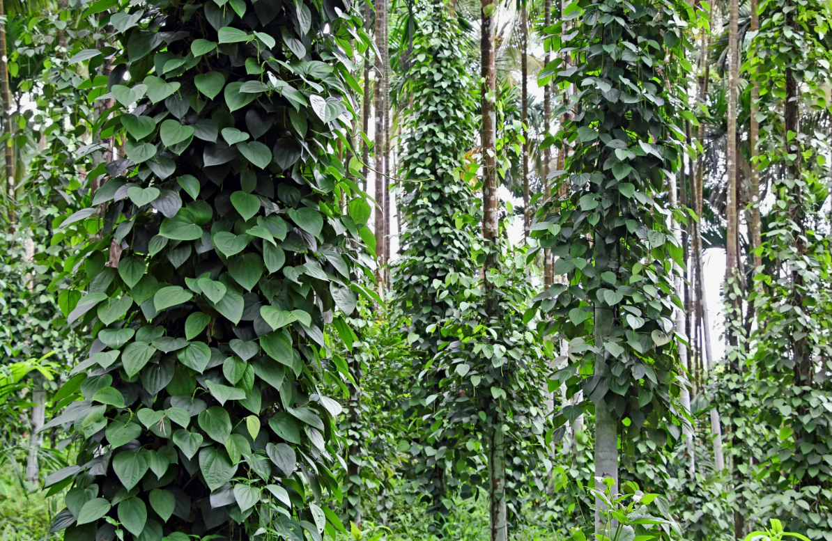 А вот полноценная плантация чёрного перца