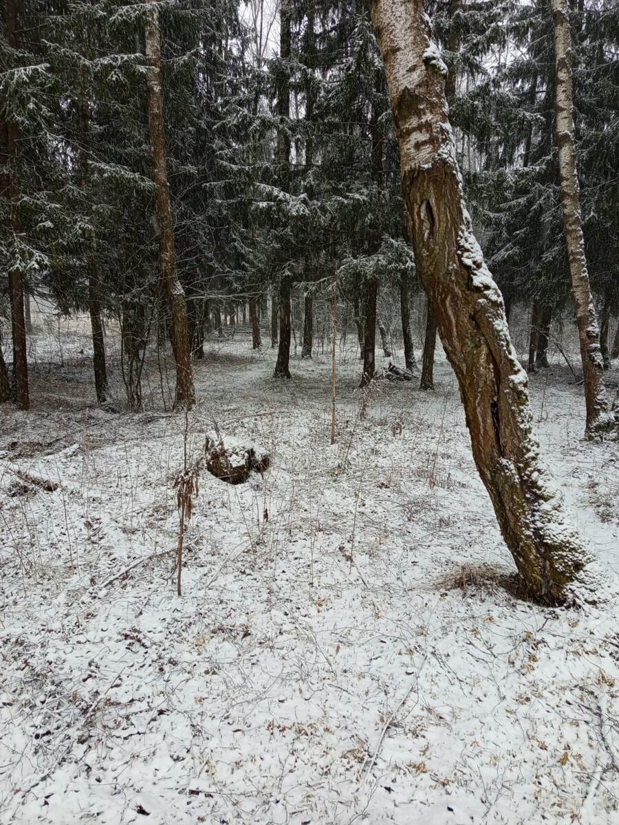 Начало грибного сезона 2025. Юг Подмосковья. 15.03.2025 Фото Сергея Петрова