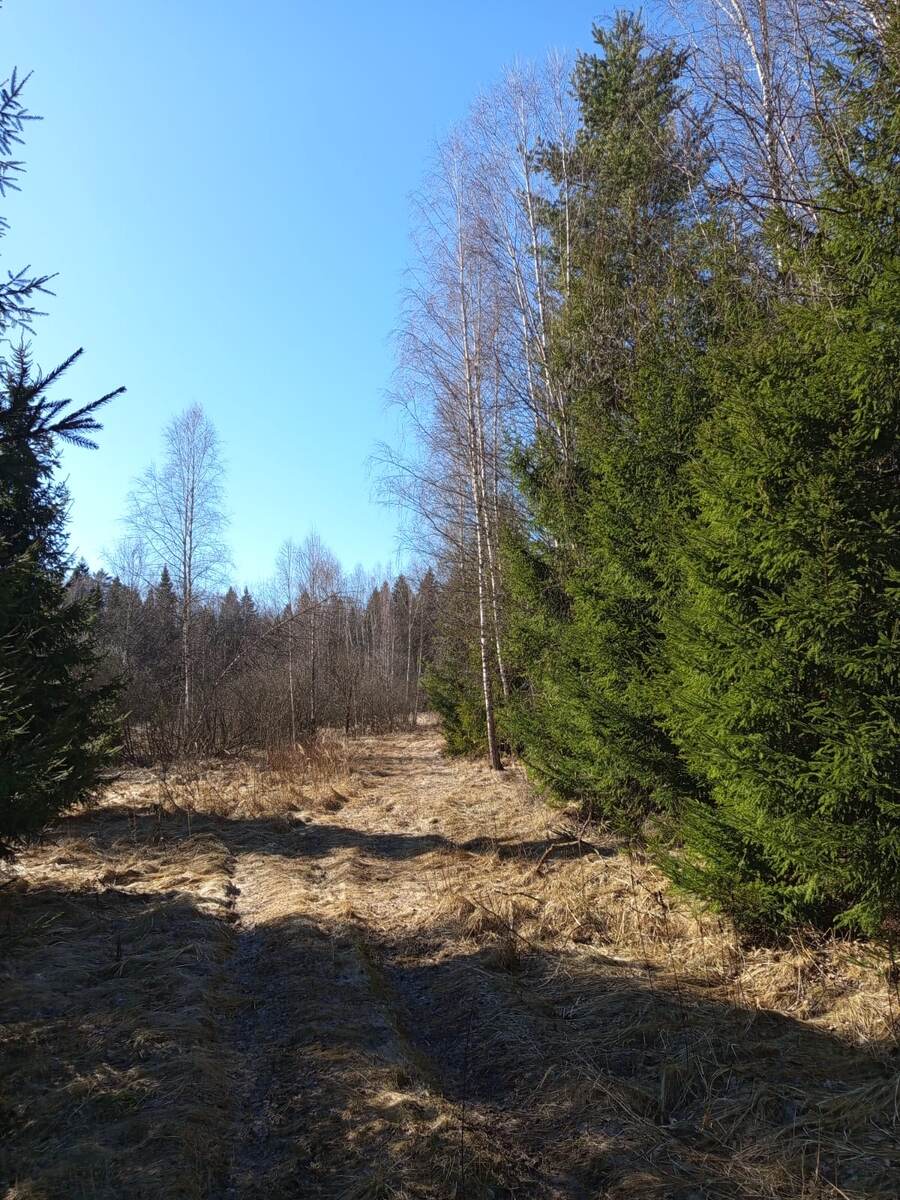 Полноценное открытие грибного сезона 2025. Юг Подмосковья. 22.03.2025. Фото Сергея Петрова