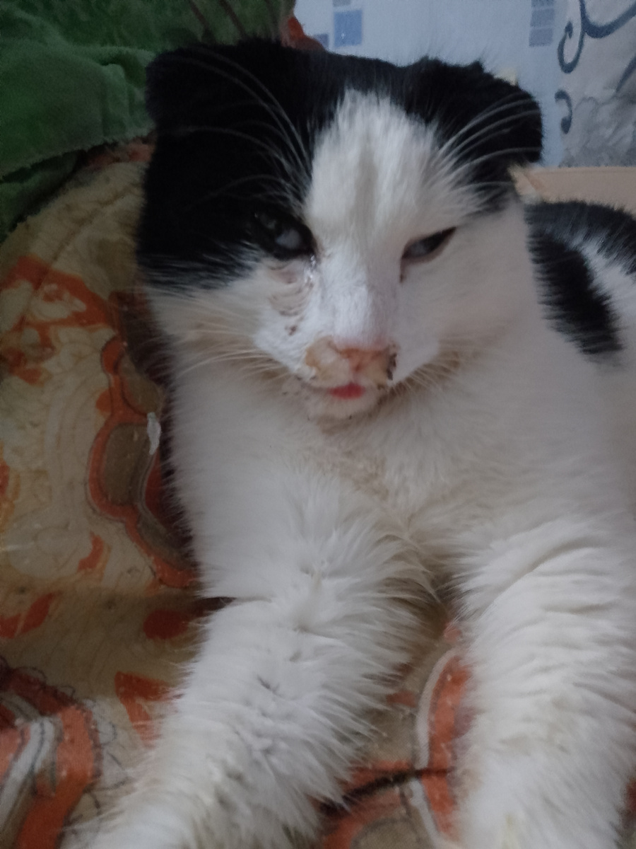 Прямо совсем плохой стал... Не ест и не пьет несколько дней уже 