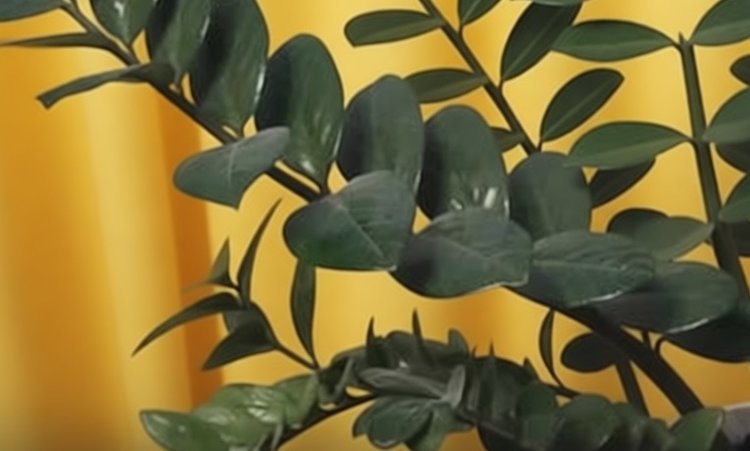    Фото: Медведева Анна, AgroXXI.ru