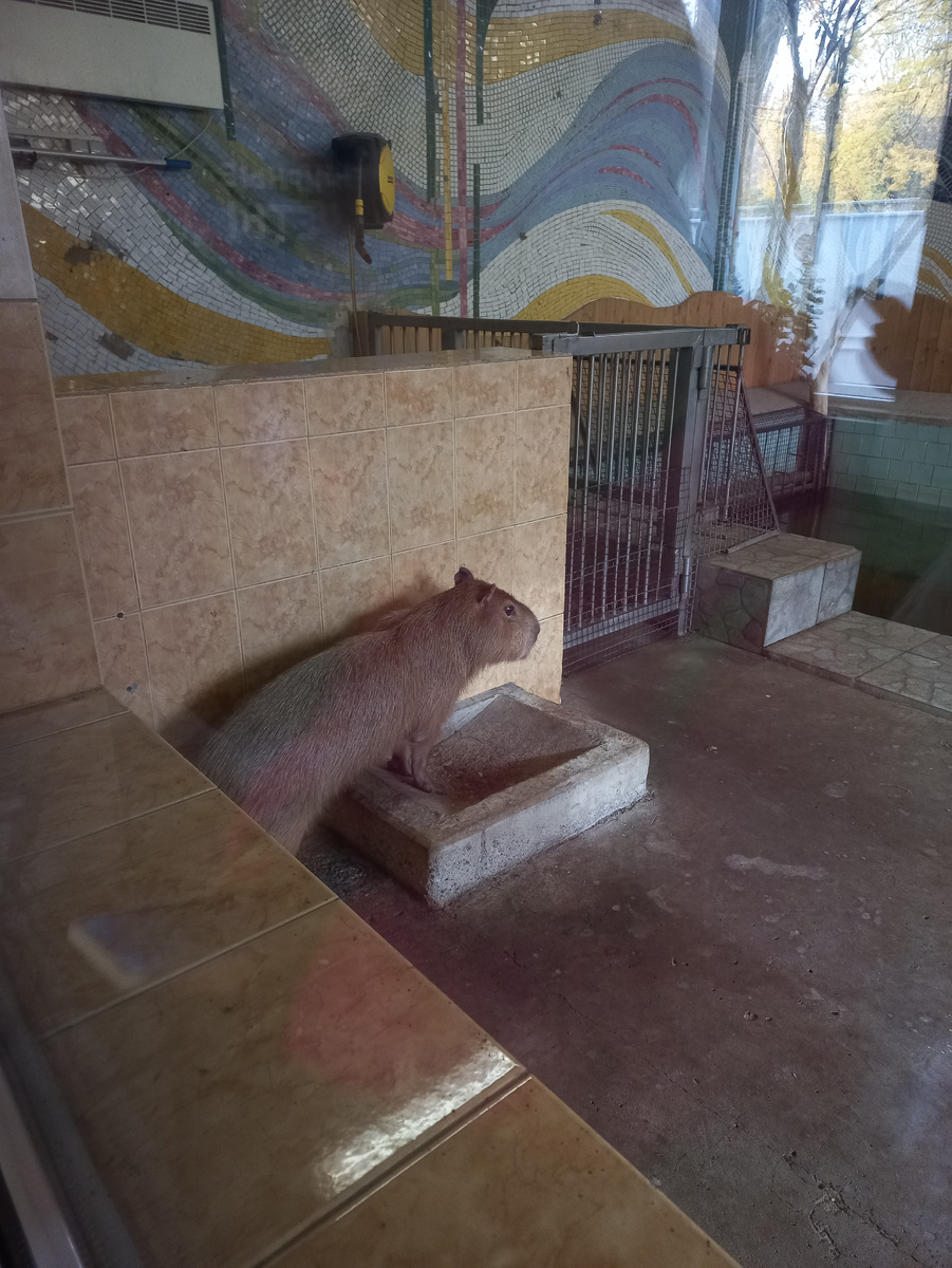 Не могу не поделиться капибарой