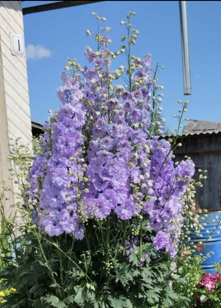Лавандовый гибрид фото отправителя