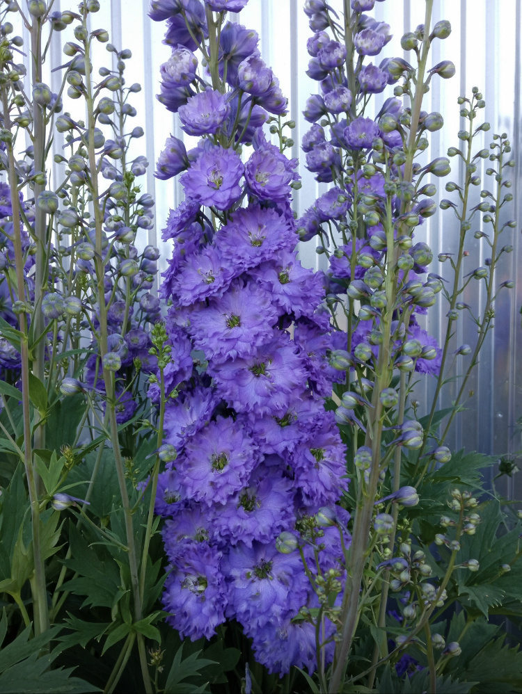 Фото отправителя