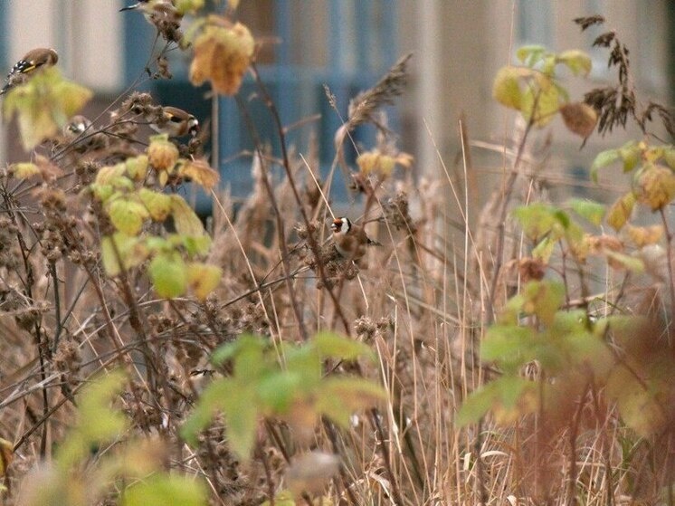     Самцы и самки выглядят одинаково. Фото: канал Павла Глазкова «Каждой твари по паре» в телеграме.