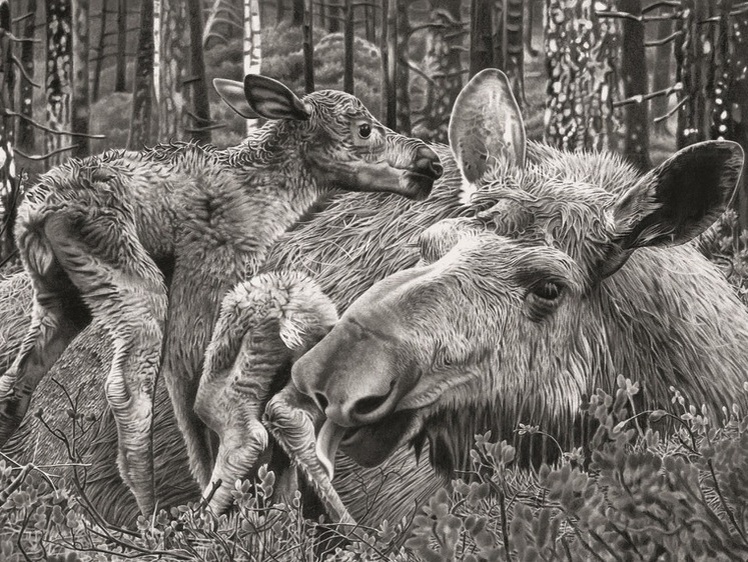     Лежка лося — неправильный овал 150х80 см. Иллюстрации Алексей СУББОТИН