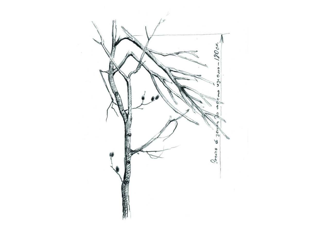     Деревце бредины толщиной два-три сантиметра, сломанное лосем для кормежки. Иллюстрации Алексей СУББОТИН