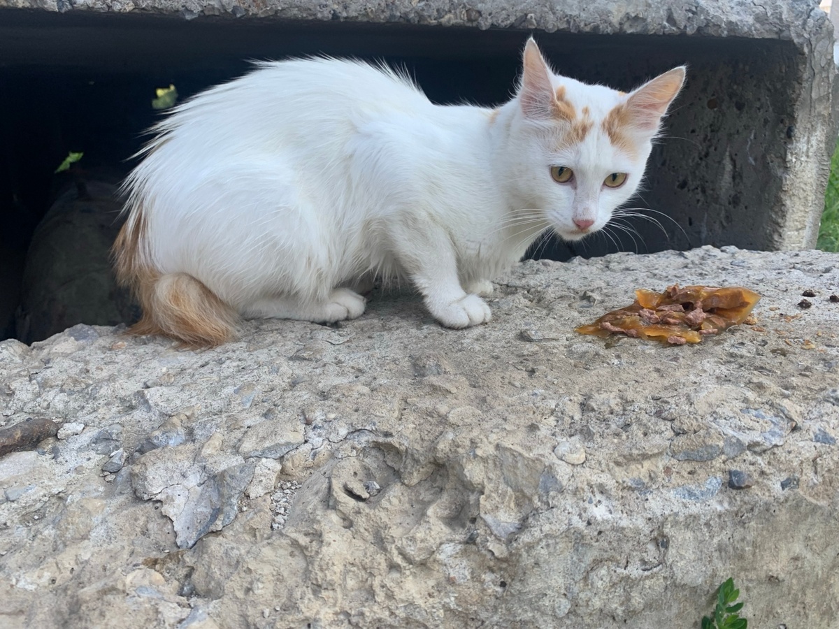 Сначала мы решили, что это кошечка