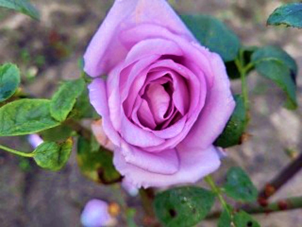 Роза из нашего сада