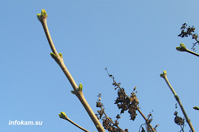    Зазеленели почки в ноябре у сирени