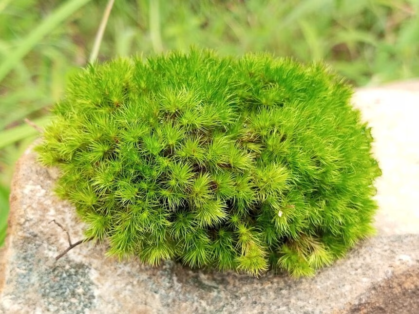 мох Physcomitrium patens. Источник: https://scienceclock.com/moss-survives-9-months-in-space-vacuum/